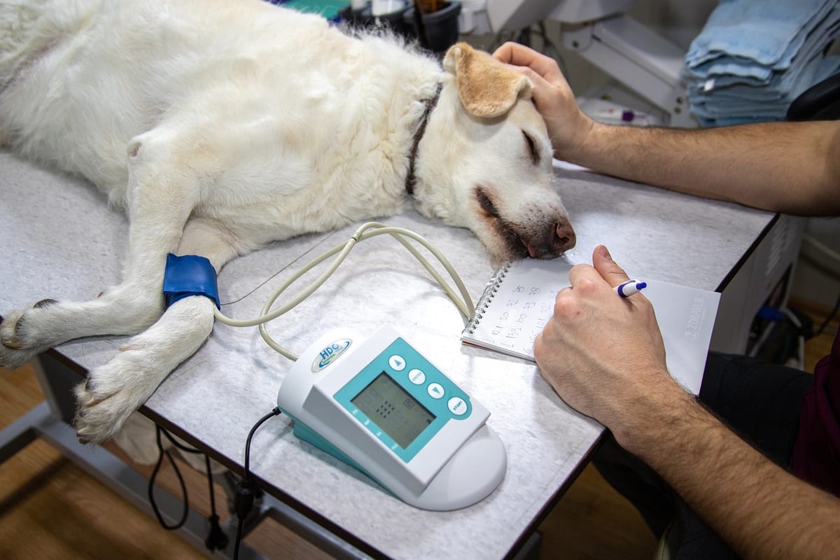 Un chien sous surveillance pendant une intervention vétérinaire