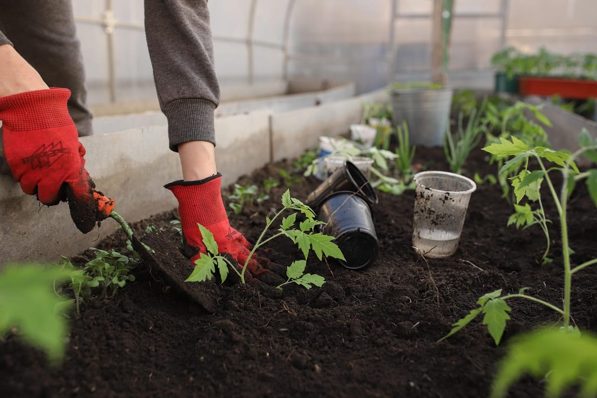 Une plantation de jeunes pousses, gants de jardin aux mains